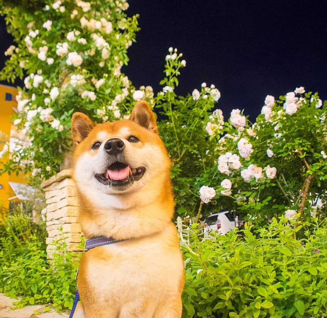 Фото этого улыбающегося пса на фоне цветов делают людей счастливыми, и это правда работает - фото 433960