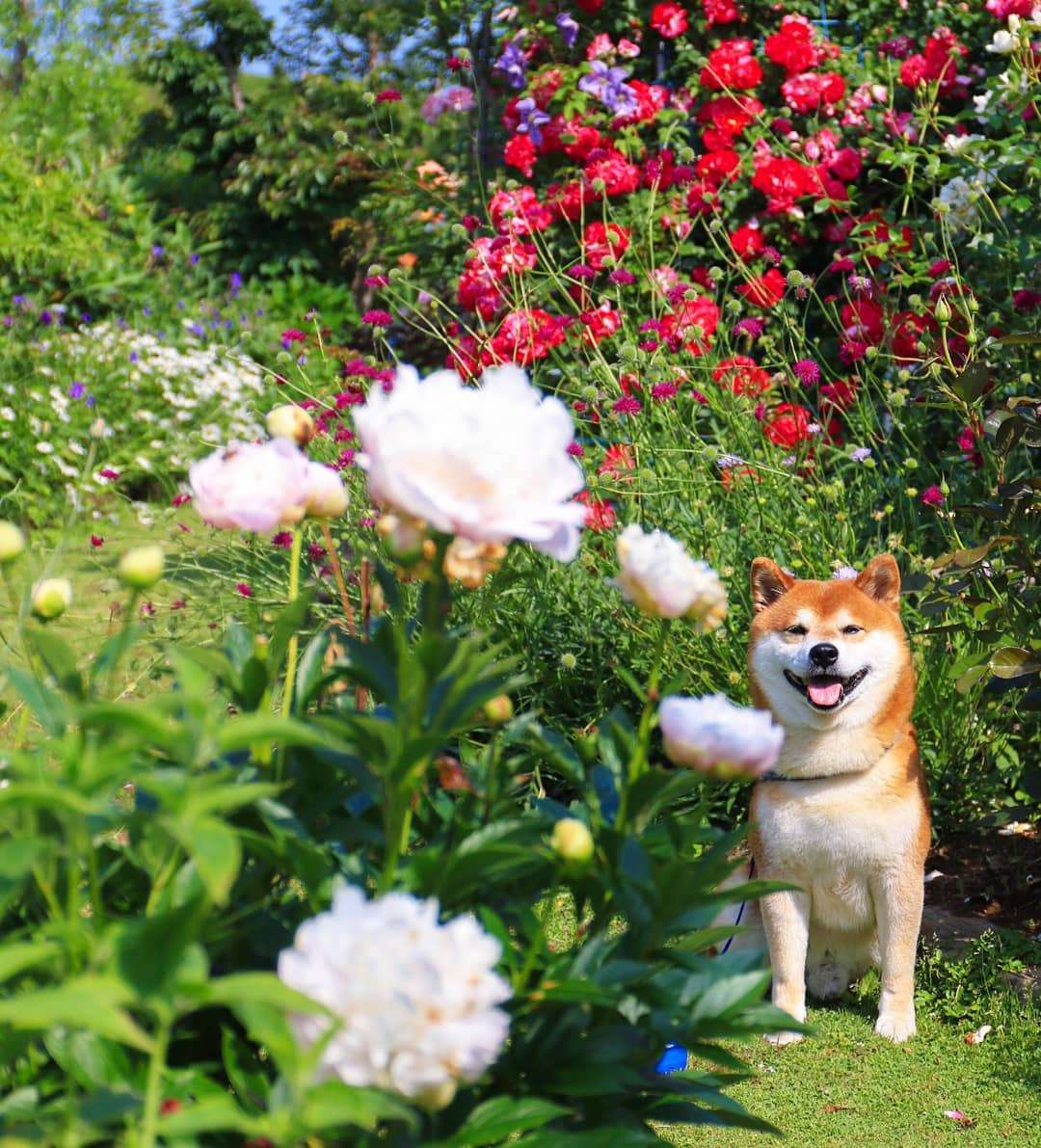 Фото этого улыбающегося пса на фоне цветов делают людей счастливыми, и это правда работает - фото 433961