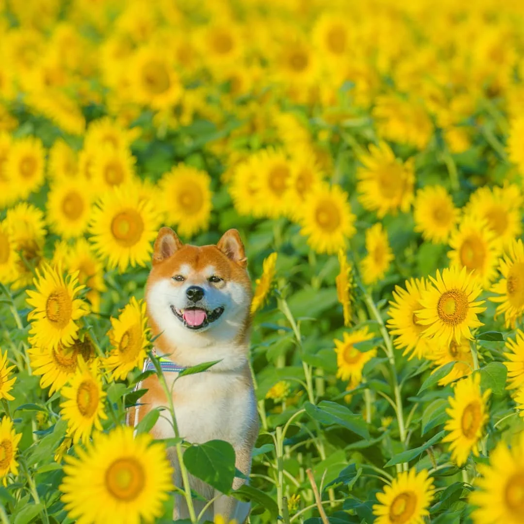 Фото этого улыбающегося пса на фоне цветов делают людей счастливыми, и это правда работает - фото 433962