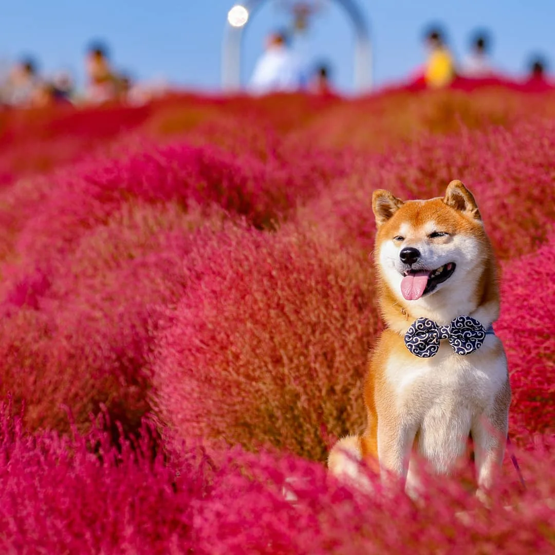 Фото этого улыбающегося пса на фоне цветов делают людей счастливыми, и это правда работает - фото 433963