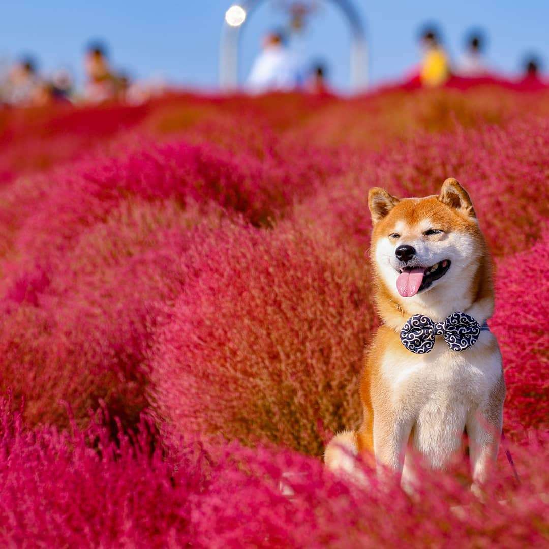 Фото цього усміхненого песика на фоні квітів роблять людей щасливими, і це дійсно працює - фото 433963