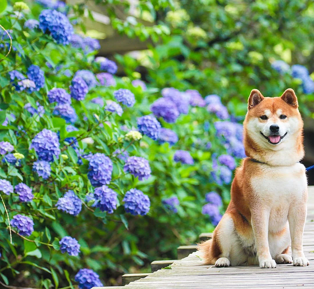 Фото этого улыбающегося пса на фоне цветов делают людей счастливыми, и это правда работает - фото 433964
