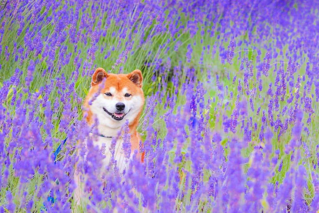 Фото этого улыбающегося пса на фоне цветов делают людей счастливыми, и это правда работает - фото 433965