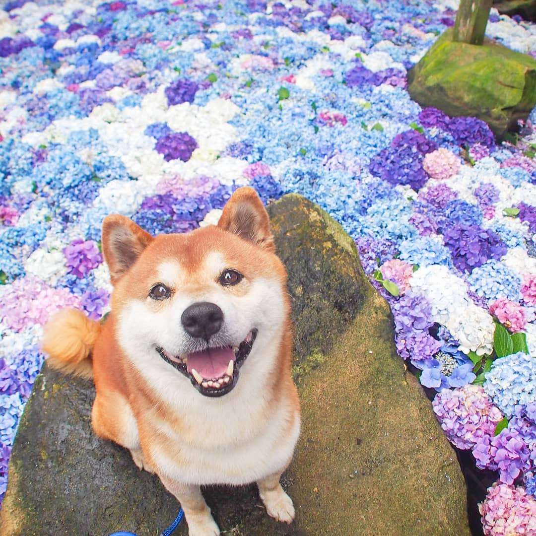 Фото этого улыбающегося пса на фоне цветов делают людей счастливыми, и это правда работает - фото 433966