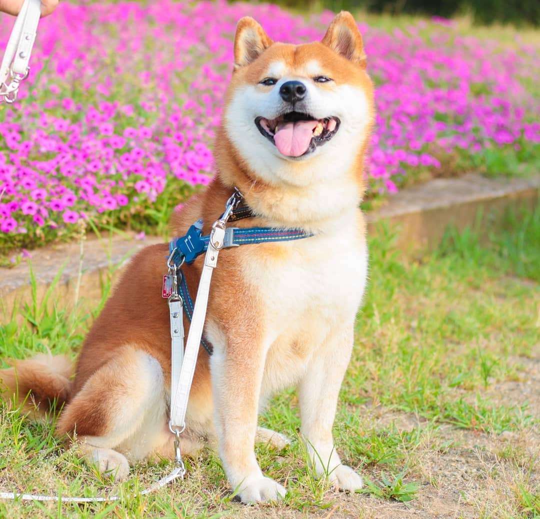 Фото этого улыбающегося пса на фоне цветов делают людей счастливыми, и это правда работает - фото 433967