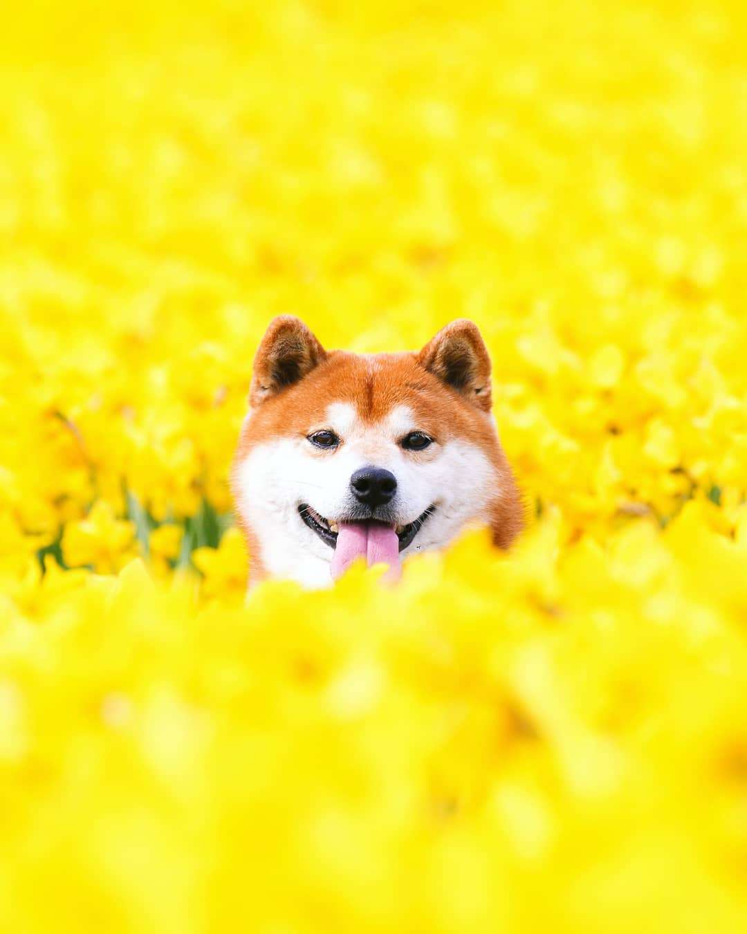 Фото этого улыбающегося пса на фоне цветов делают людей счастливыми, и это правда работает - фото 433968