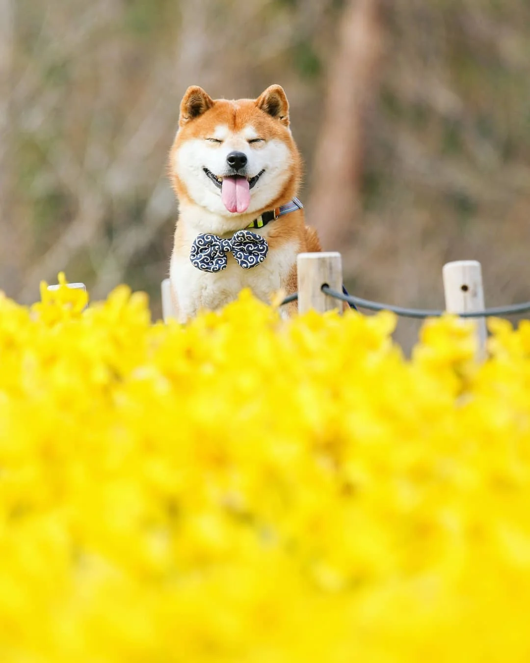 Фото цього усміхненого песика на фоні квітів роблять людей щасливими, і це дійсно працює - фото 433969
