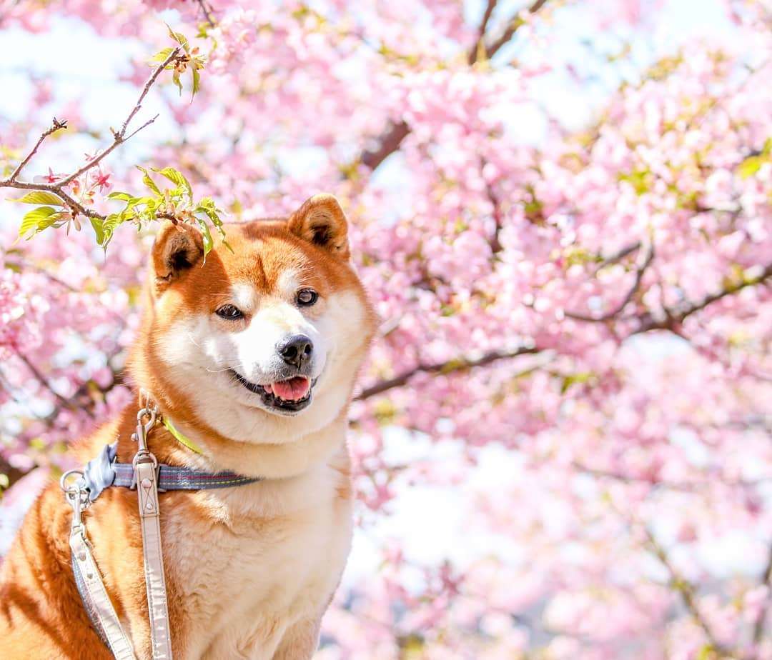 Фото этого улыбающегося пса на фоне цветов делают людей счастливыми, и это правда работает - фото 433970