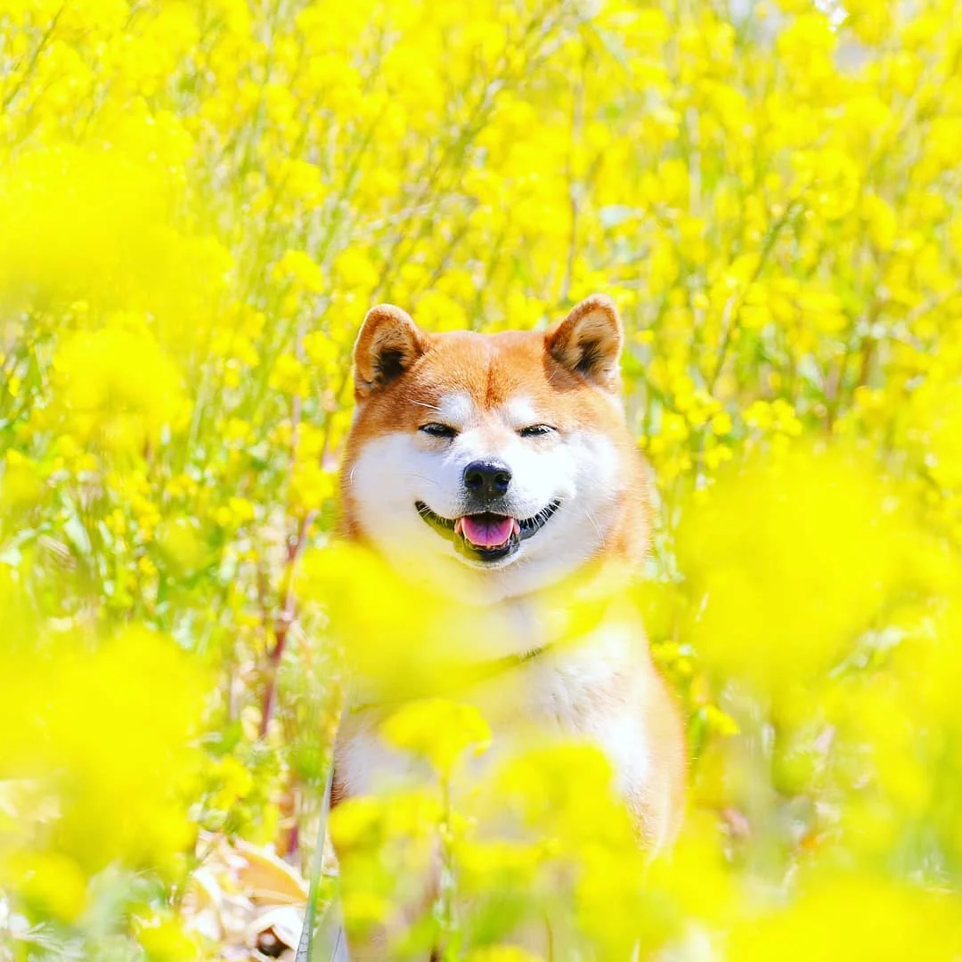 Фото этого улыбающегося пса на фоне цветов делают людей счастливыми, и это правда работает - фото 433971