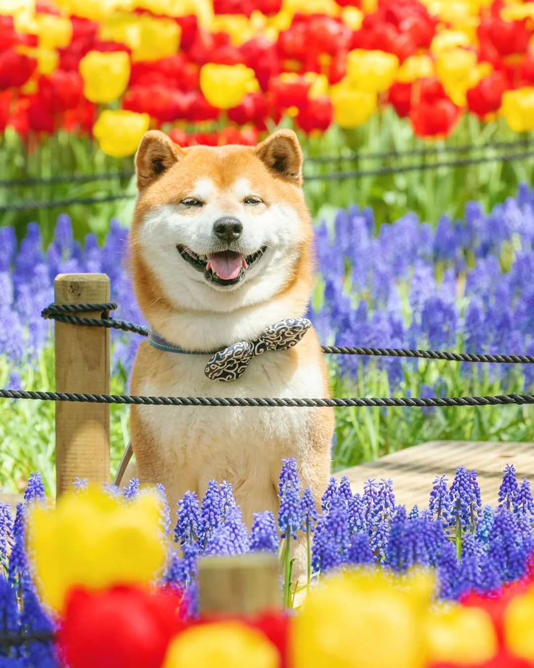 Фото этого улыбающегося пса на фоне цветов делают людей счастливыми, и это правда работает - фото 433972