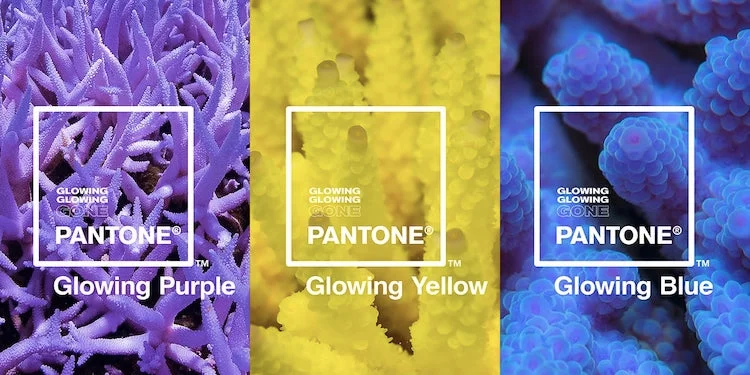 Институт цвета Pantone неожиданно назвал новые цвета 2019 года - фото 436687