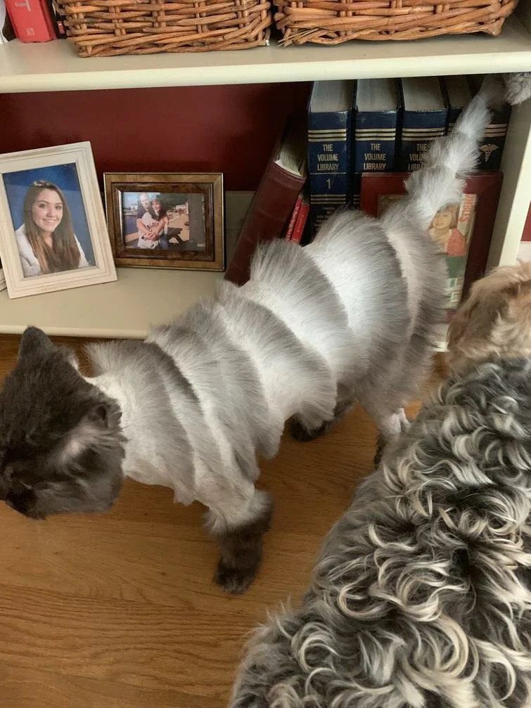 Хозяйка решила постричь кота на лето, но превратила его в смешное чудовище - фото 437135