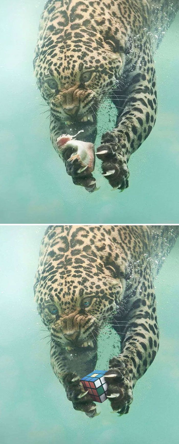 Люди так смешно отфотошопили фотки, что теперь они лучше оригинала - 437925 Люди так смешно отфотошопили фотки, что теперь они лучше оригинала - фото 437925