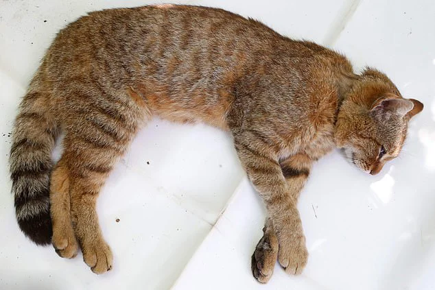 Вчені знайшли новий різновид котиків, які вкрадуть твоє серденько - фото 438858