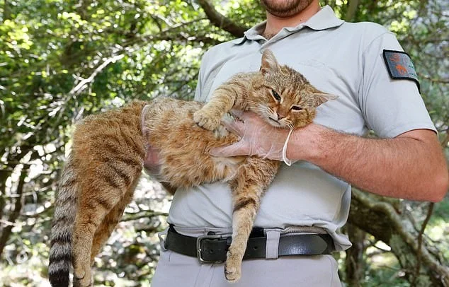 Ученые нашли новый вид котиков, которые украдут твое сердечко - фото 438862