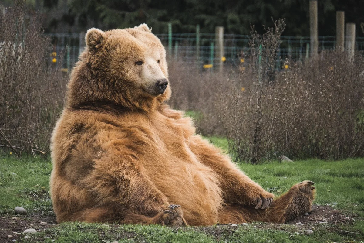 Втомився бідненький: в США ведмідь заліз в будинок і заснув - фото 439066