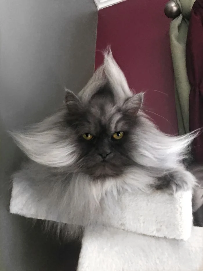 Цей кіт виглядає, наче божевільний професор, а все через дуже смішну зачіску - фото 440037