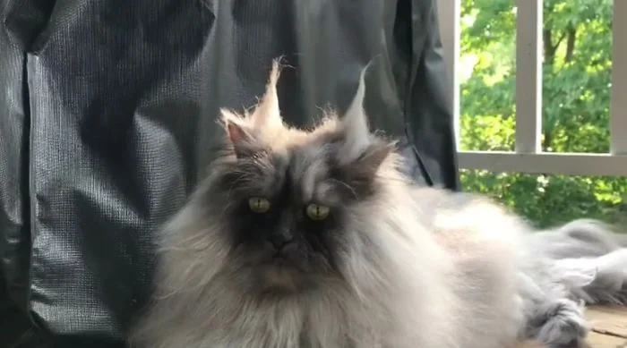 Цей кіт виглядає, наче божевільний професор, а все через дуже смішну зачіску - фото 440038
