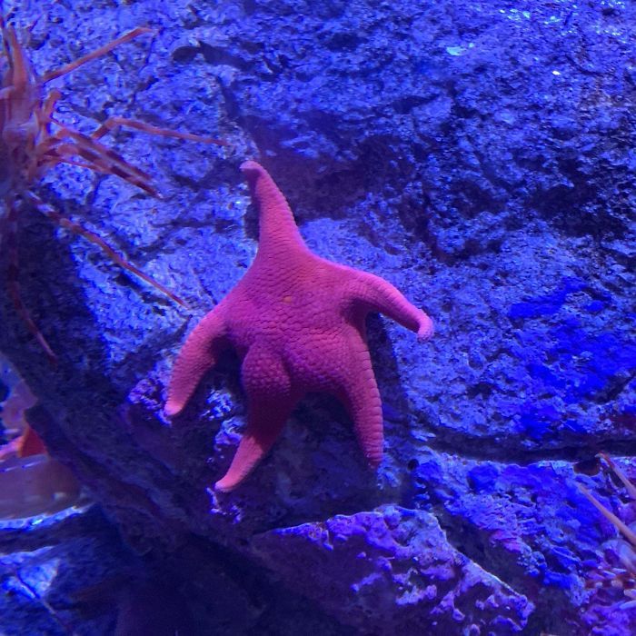 Морская звезда с пышной попой взорвала интернет и вызвала волну фотожаб - фото 440283