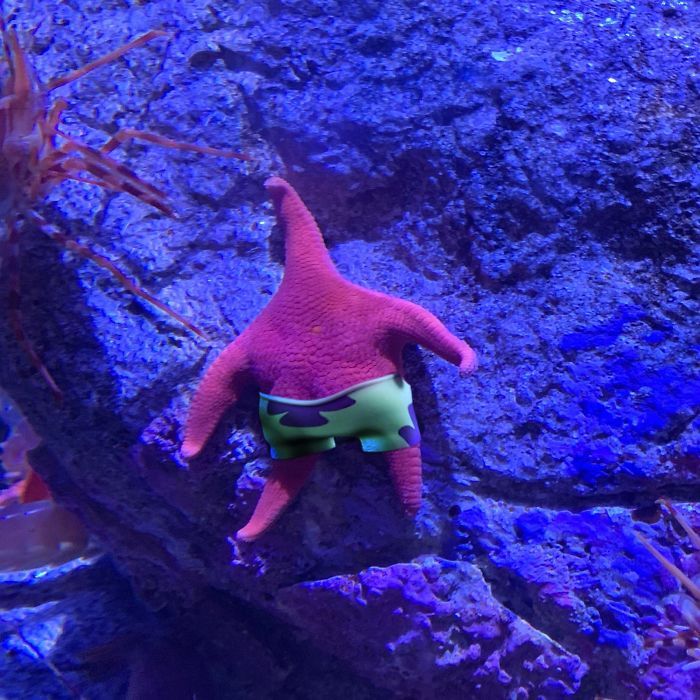 Морская звезда с пышной попой взорвала интернет и вызвала волну фотожаб - фото 440285