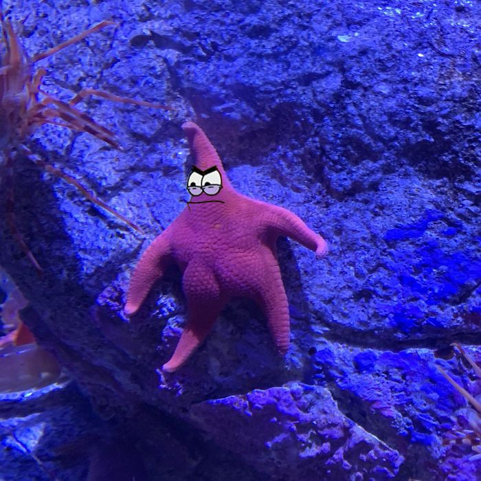 Морская звезда с пышной попой взорвала интернет и вызвала волну фотожаб - фото 440295