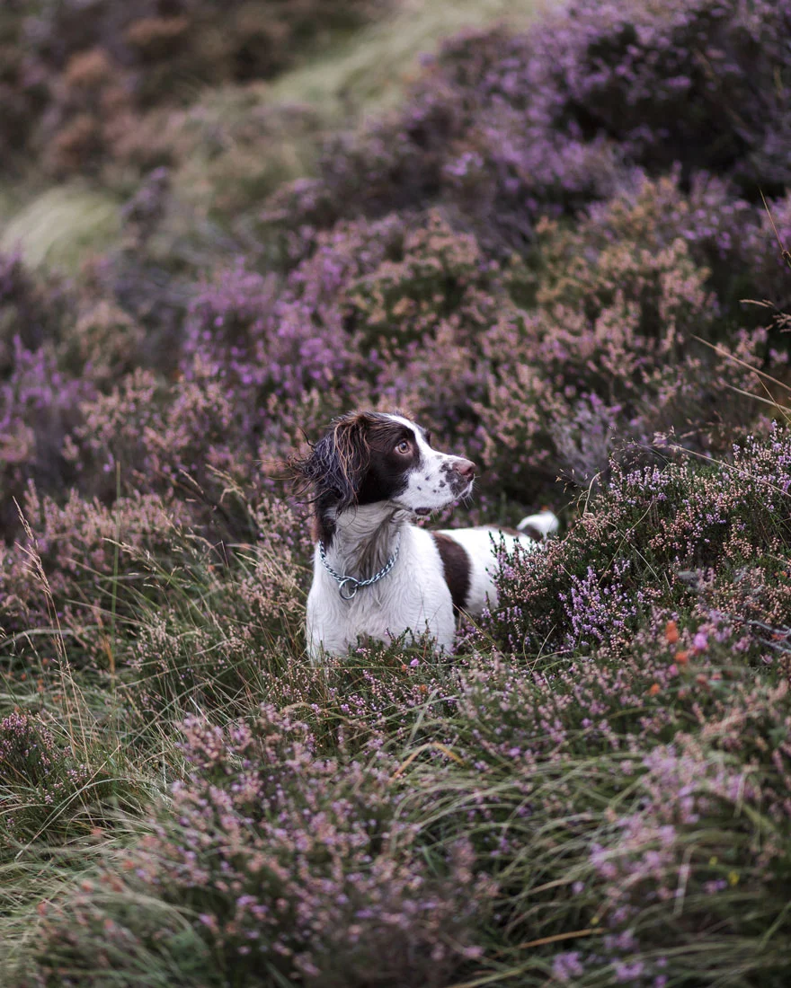 Найкращі фото собак 2019: переможці конкурсу розтоплять твоє серце - фото 440642