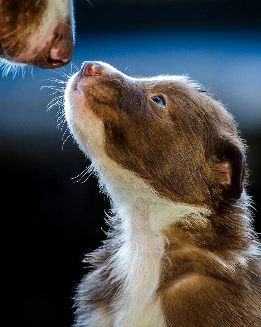 Найкращі фото собак 2019: переможці конкурсу розтоплять твоє серце - фото 440644