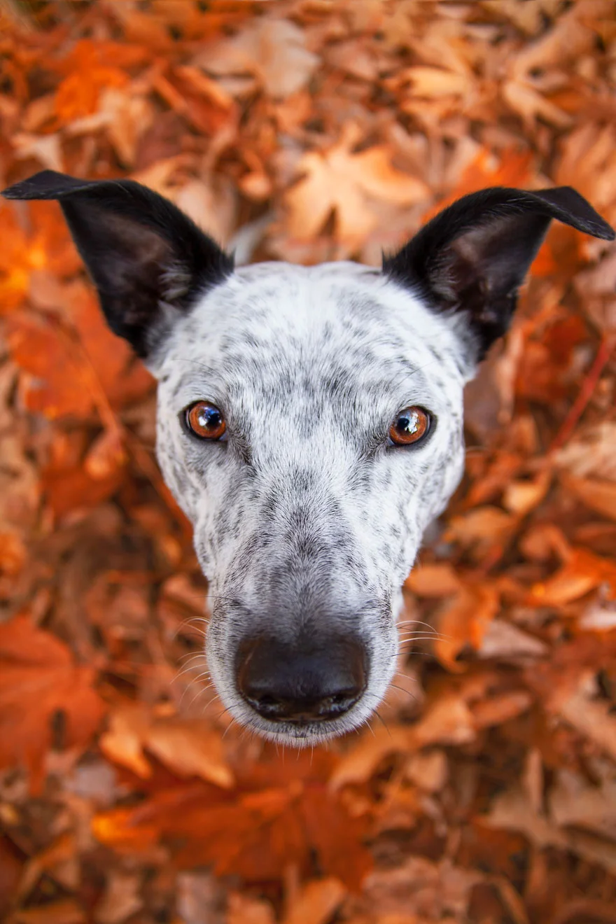 Найкращі фото собак 2019: переможці конкурсу розтоплять твоє серце - фото 440645