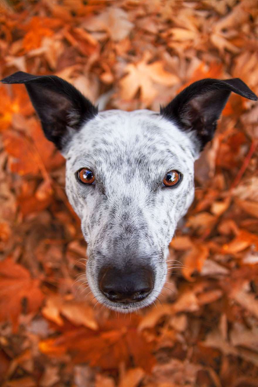Лучшие фотографии собак 2019: победители конкурса растопят твое сердце - фото 440645