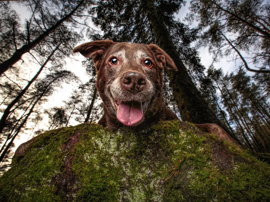 Найкращі фото собак 2019: переможці конкурсу розтоплять твоє серце - фото 440646