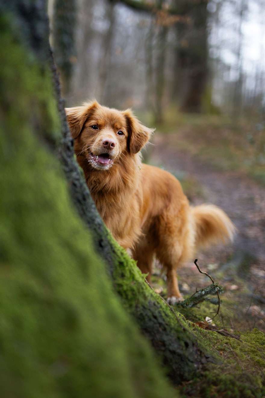 Лучшие фотографии собак 2019: победители конкурса растопят твое сердце - фото 440648