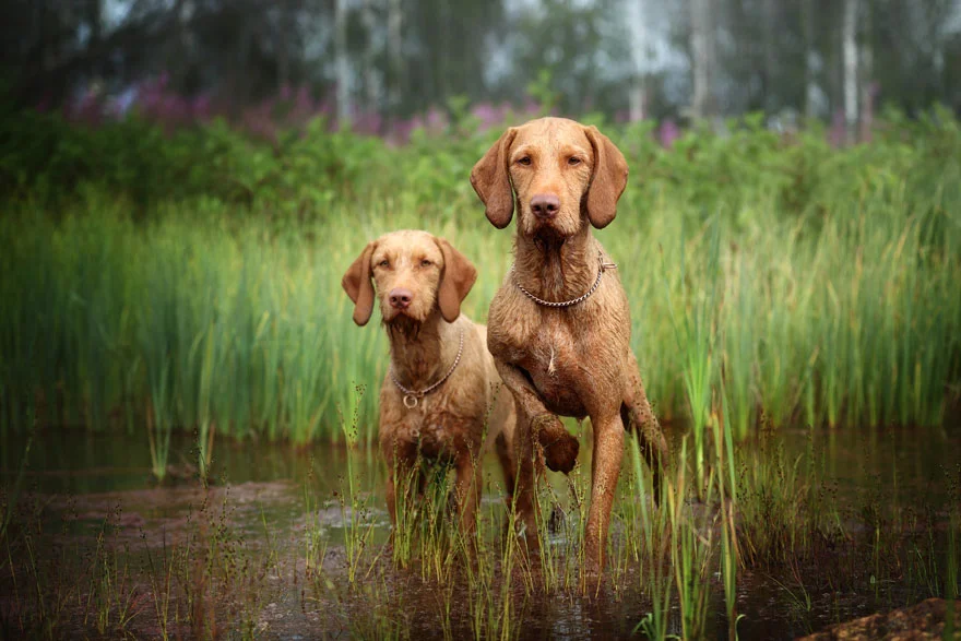 Лучшие фотографии собак 2019: победители конкурса растопят твое сердце - фото 440650