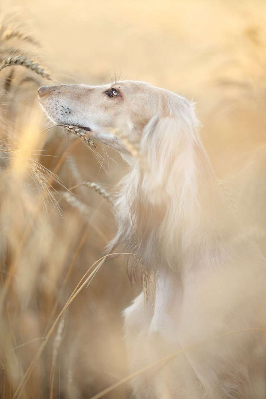 Лучшие фотографии собак 2019: победители конкурса растопят твое сердце - фото 440655