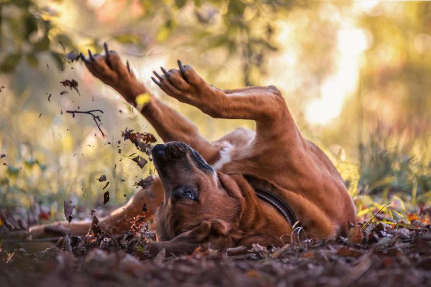 Лучшие фотографии собак 2019: победители конкурса растопят твое сердце - фото 440656