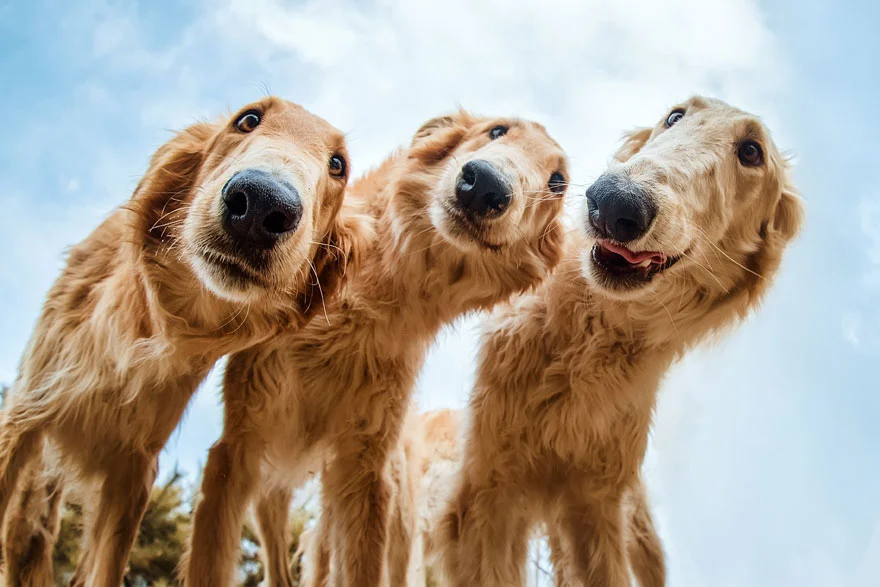 Найкращі фото собак 2019: переможці конкурсу розтоплять твоє серце - фото 440657