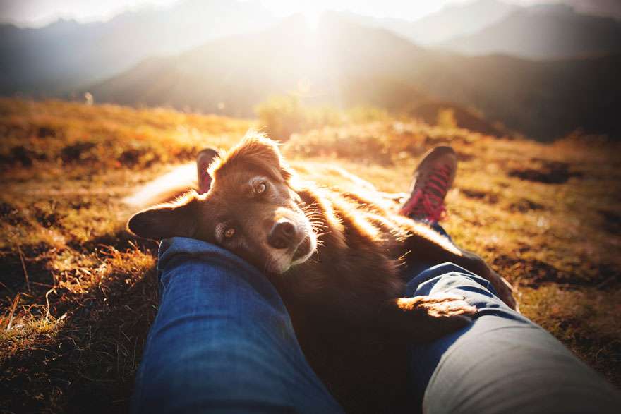 Лучшие фотографии собак 2019: победители конкурса растопят твое сердце - фото 440658