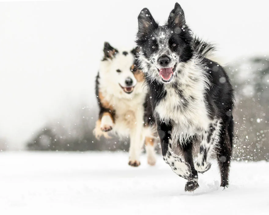 Найкращі фото собак 2019: переможці конкурсу розтоплять твоє серце - фото 440660