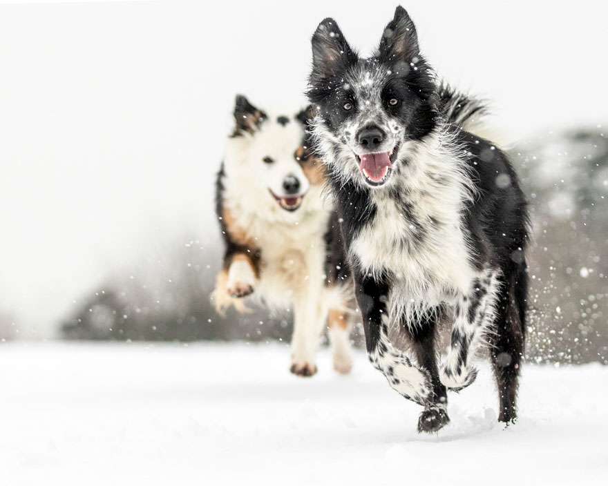 Лучшие фотографии собак 2019: победители конкурса растопят твое сердце - фото 440660
