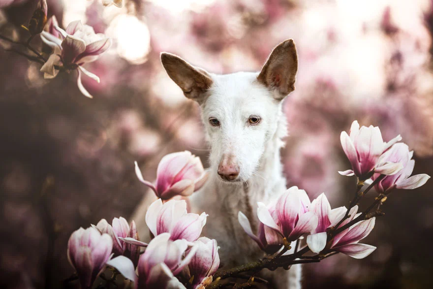 Найкращі фото собак 2019: переможці конкурсу розтоплять твоє серце - фото 440662