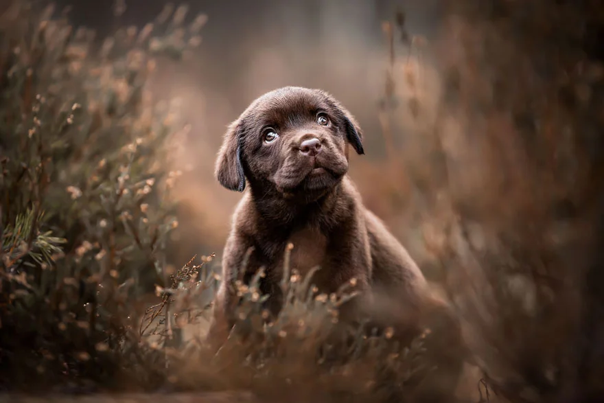 Найкращі фото собак 2019: переможці конкурсу розтоплять твоє серце - фото 440666