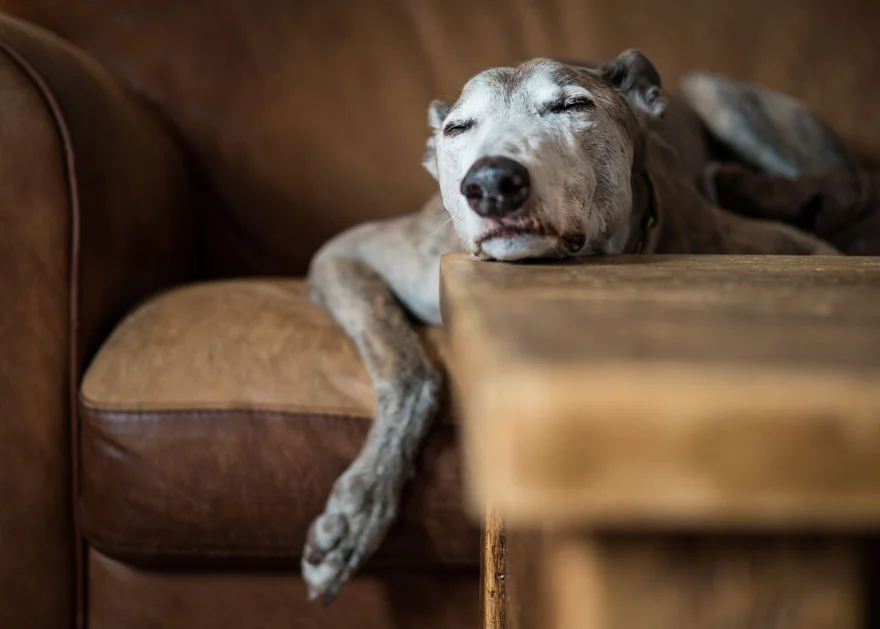 Найкращі фото собак 2019: переможці конкурсу розтоплять твоє серце - фото 440667