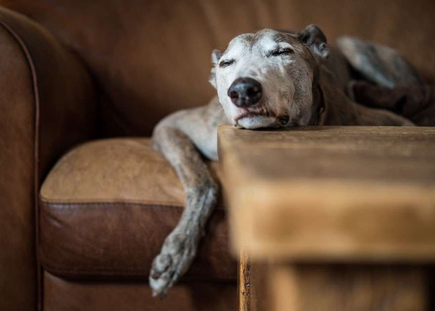 Лучшие фотографии собак 2019: победители конкурса растопят твое сердце - фото 440667