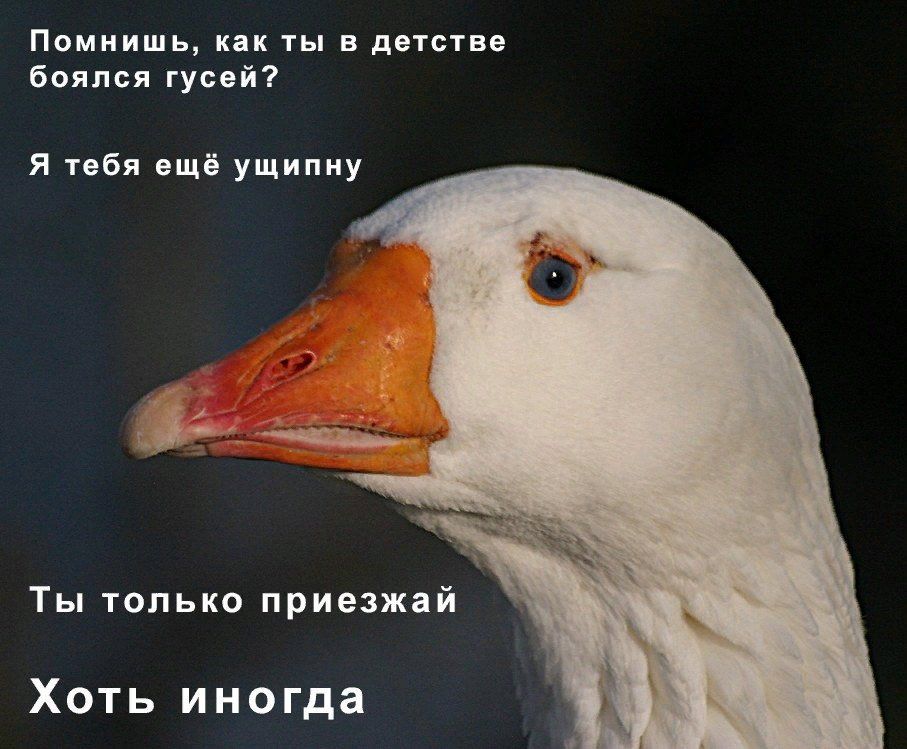 Фото с грустным котиком стало забавным мемом о ностальгии – ни одно животное не пострадало - 441166 Фото с грустным котиком стало забавным мемом о ностальгии – ни одно животное не пострадало - фото 441166