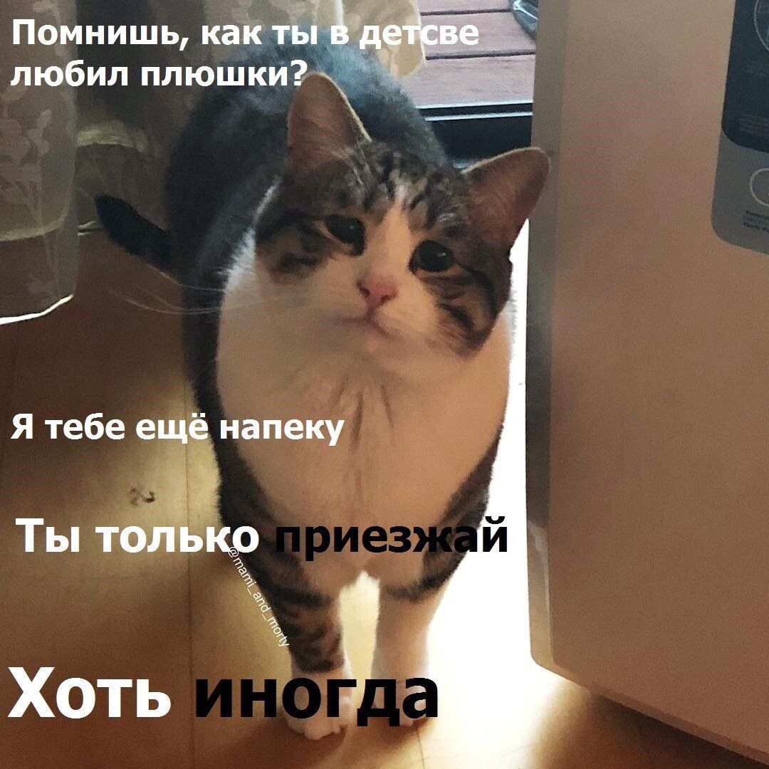 Фото с грустным котиком стало забавным мемом о ностальгии – ни одно животное не пострадало - 441169 Фото с грустным котиком стало забавным мемом о ностальгии – ни одно животное не пострадало - фото 441169