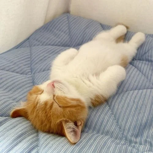 Красунчик року: кошеня з Японії спить, наче людина - фото 442078