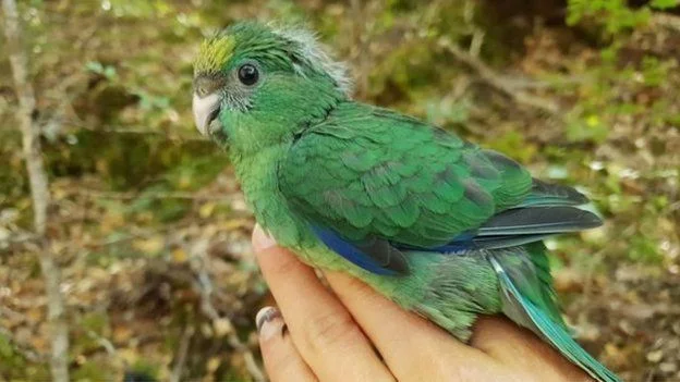 У Новій Зеландії зафіксували справжній демографічний вибух рідкісних папуг - фото 442191