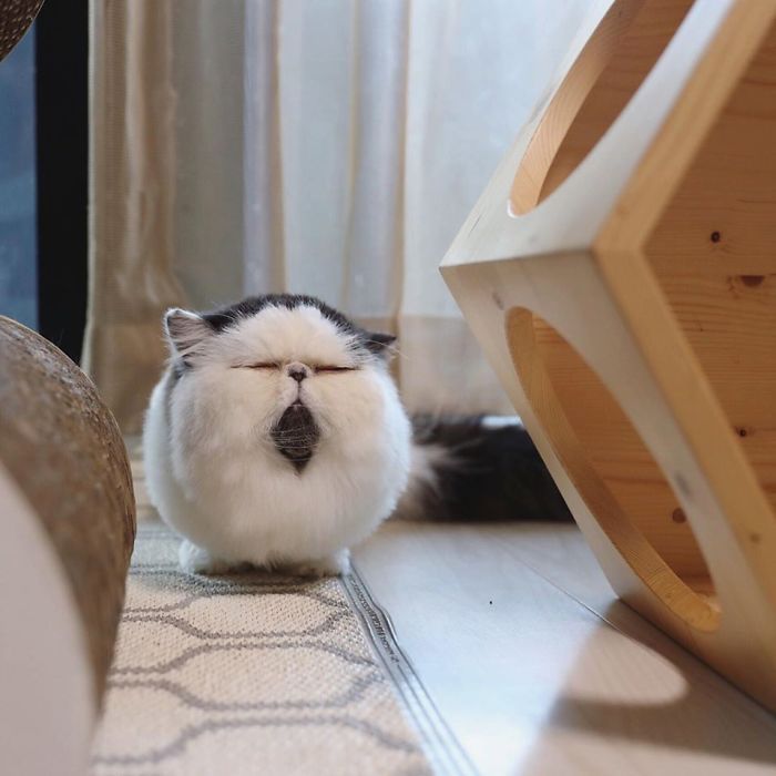 Знакомься с Зуу - котиком, чья круглая мордочка делает его похожим на лохматую сову - 443713 Знакомься с Зуу - котиком, чья круглая мордочка делает его похожим на лохматую сову - фото 443713