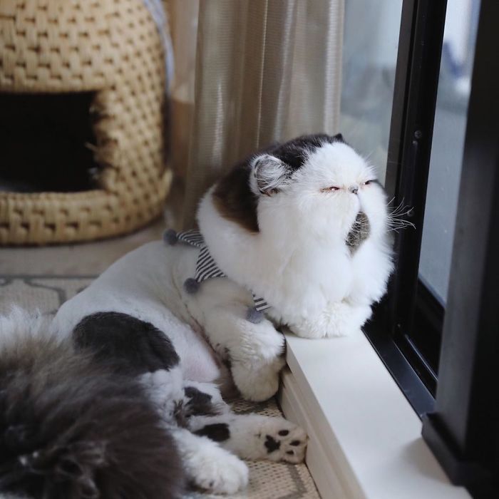 Знакомься с Зуу - котиком, чья круглая мордочка делает его похожим на лохматую сову - 443714 Знакомься с Зуу - котиком, чья круглая мордочка делает его похожим на лохматую сову - фото 443714