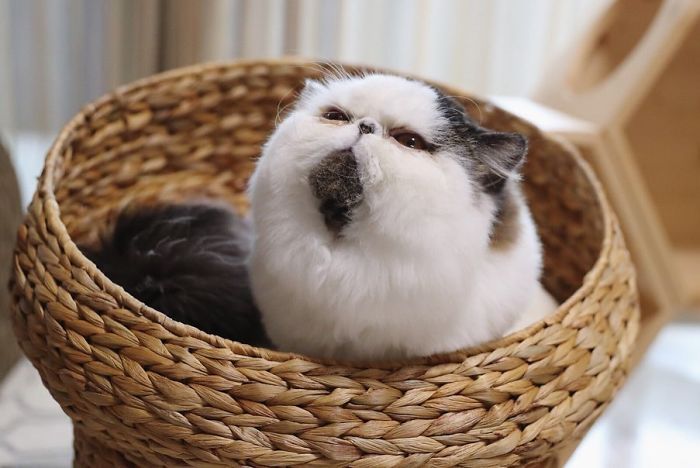 Знакомься с Зуу - котиком, чья круглая мордочка делает его похожим на лохматую сову - 443717 Знакомься с Зуу - котиком, чья круглая мордочка делает его похожим на лохматую сову - фото 443717