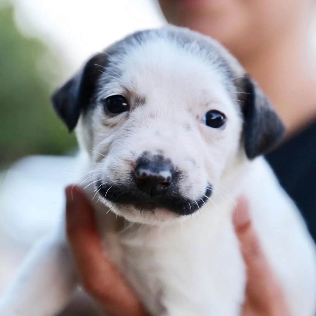 Тебя покорит щенок с усами, который похож на художника Сальвадора Дали - фото 443858